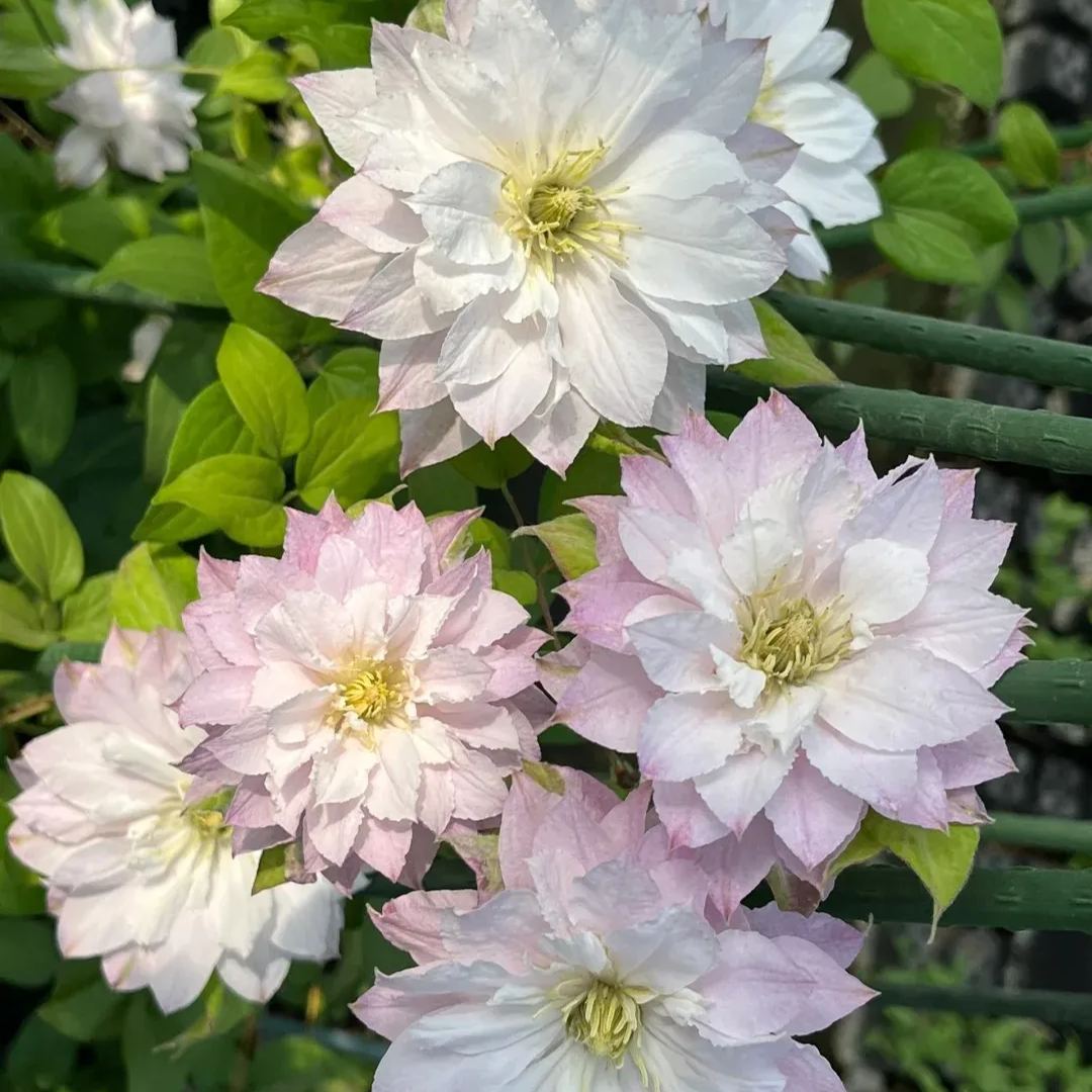 Clematis ' Maiwaru '