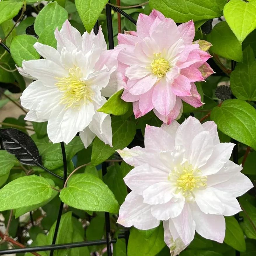 Clematis ' Maiwaru '