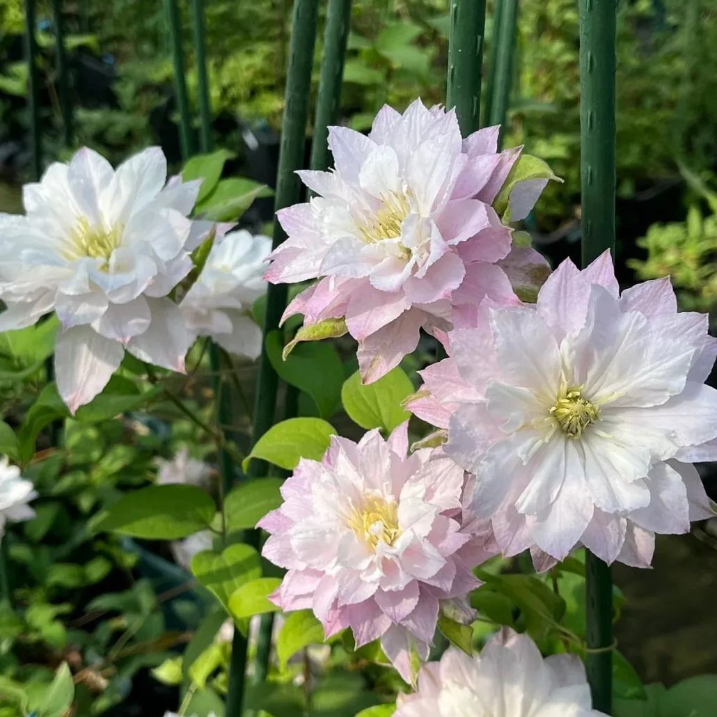 Clematis ' Maiwaru '
