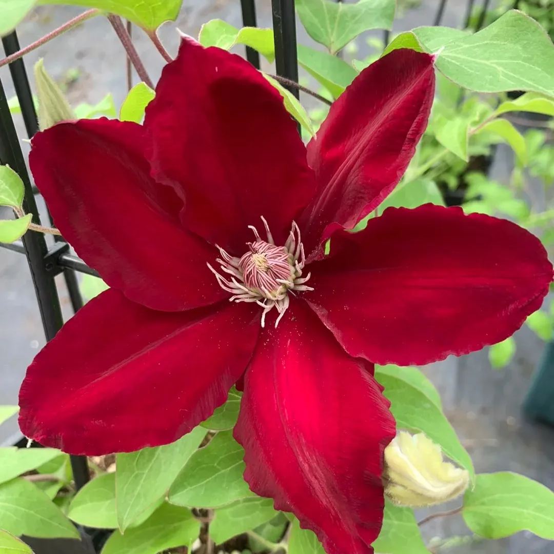 Clematis ' Rebecca'