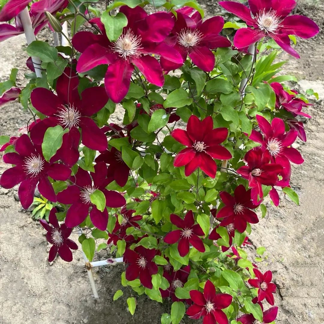 Clematis ' Rebecca'