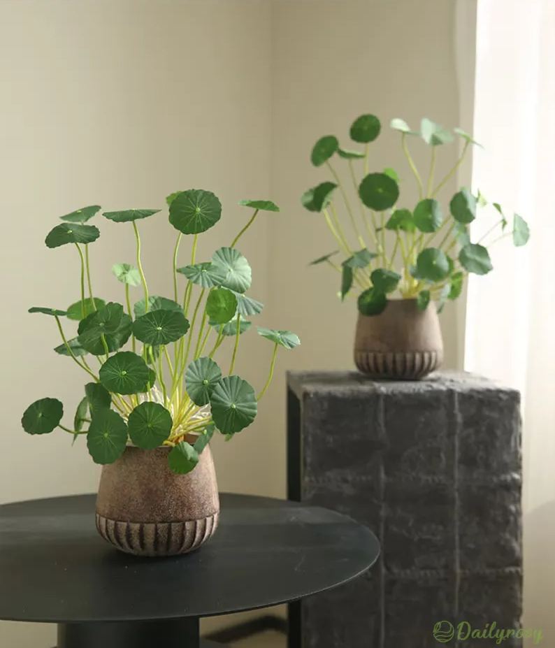 Copperleaf Seeds: Grow Your Own Luck and Prosperity! 🌿💰