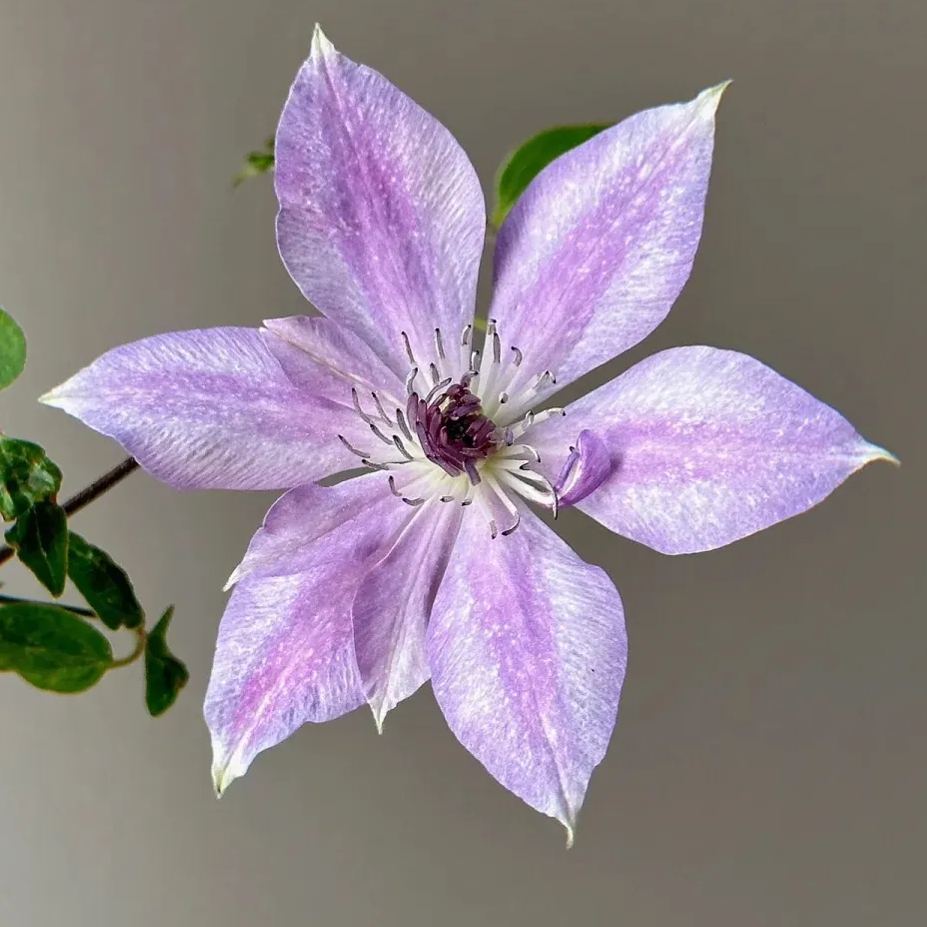 Clematis 'Reflection'