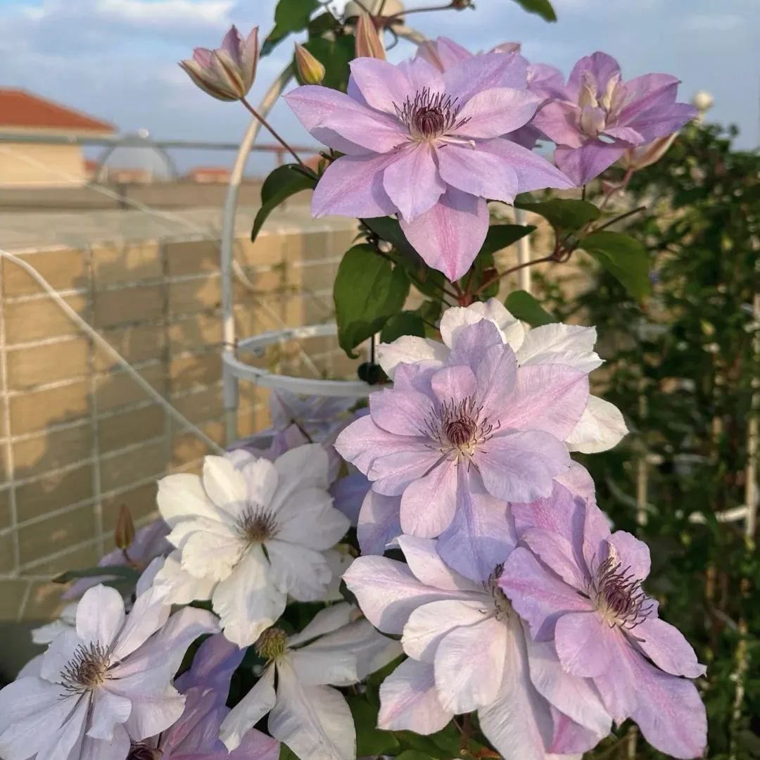 Clematis 'Reflection'
