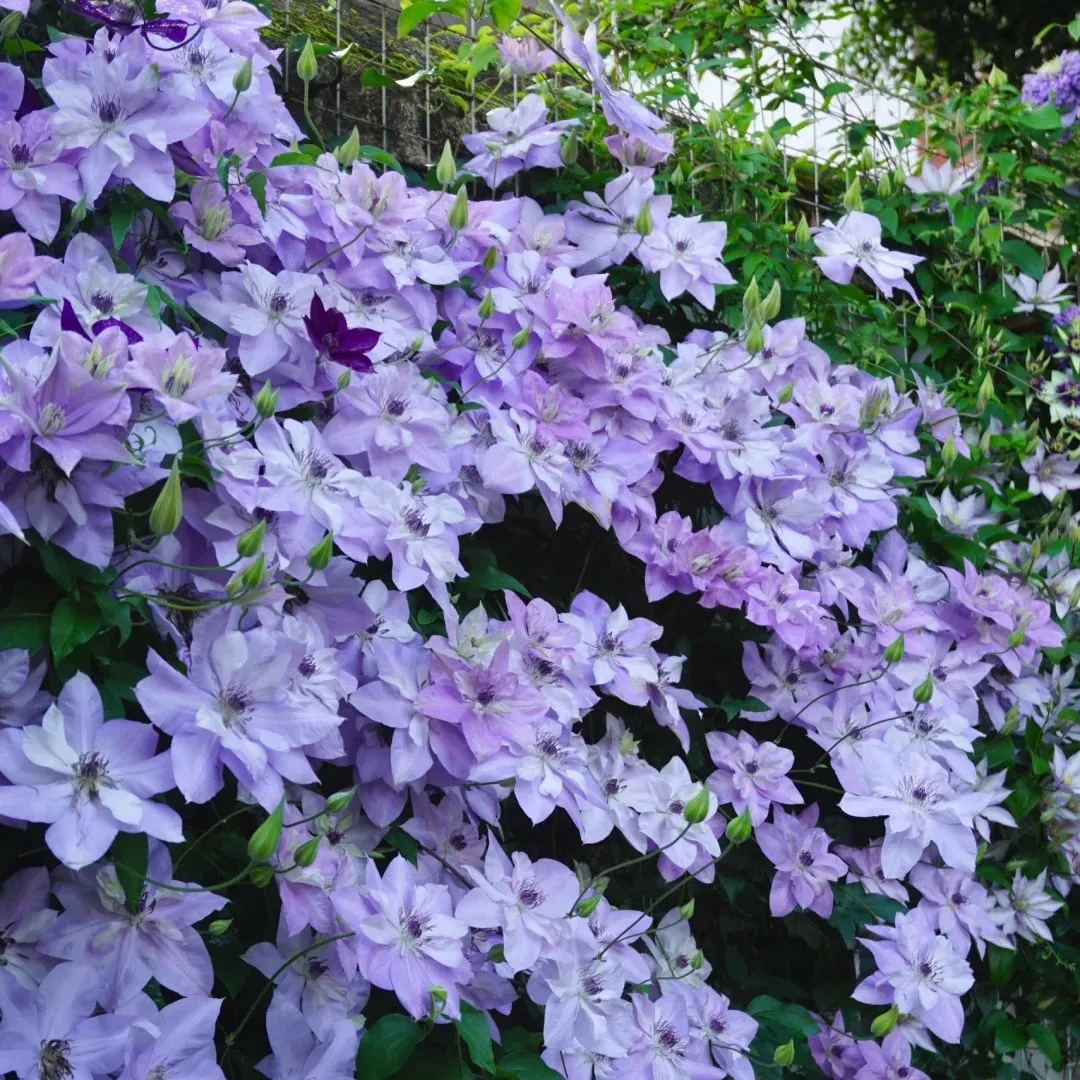 Clematis 'Reflection'