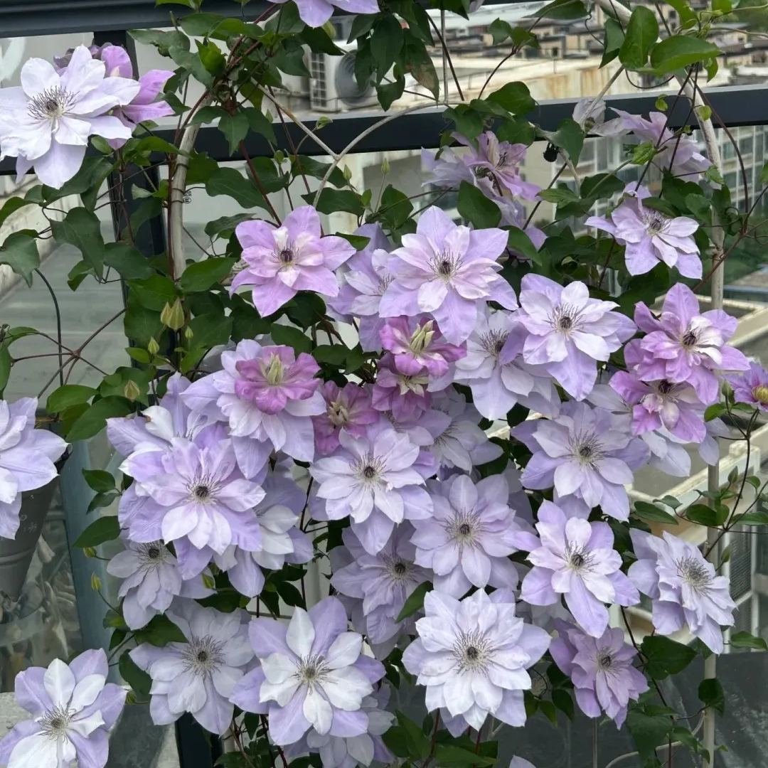 Clematis 'Reflection'