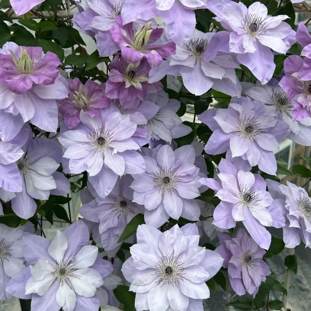 Clematis 'Reflection'