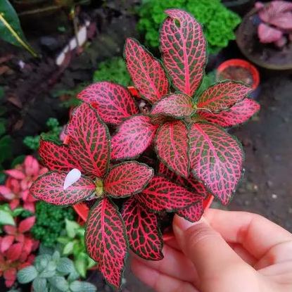 Fittonia Seeds, Nerve Plant Seeds, Mosaic Seeds