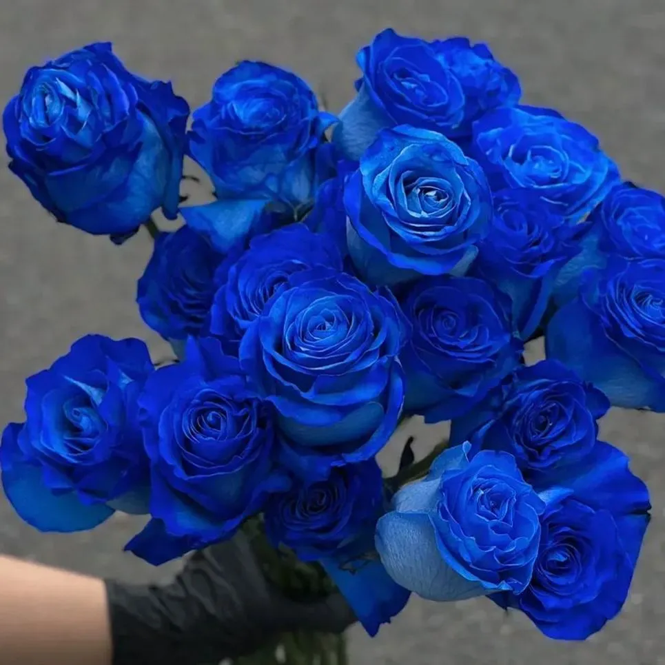 🔥53% OFF 💙Blue Enchantress Mix Blue Rose Seeds✨