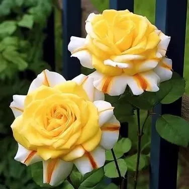 🔥53% OFF 💙Blue Enchantress Mix Blue Rose Seeds✨