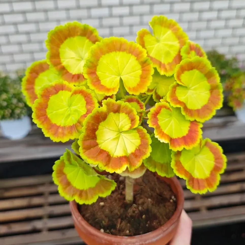 Variegated Geranium Seeds, Colorful Geraniums Seeds