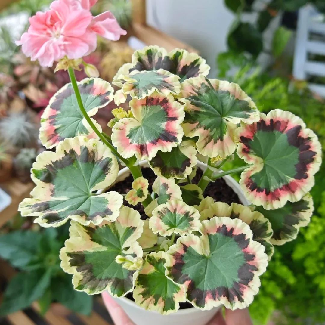 Variegated Geranium Seeds, Colorful Geraniums Seeds