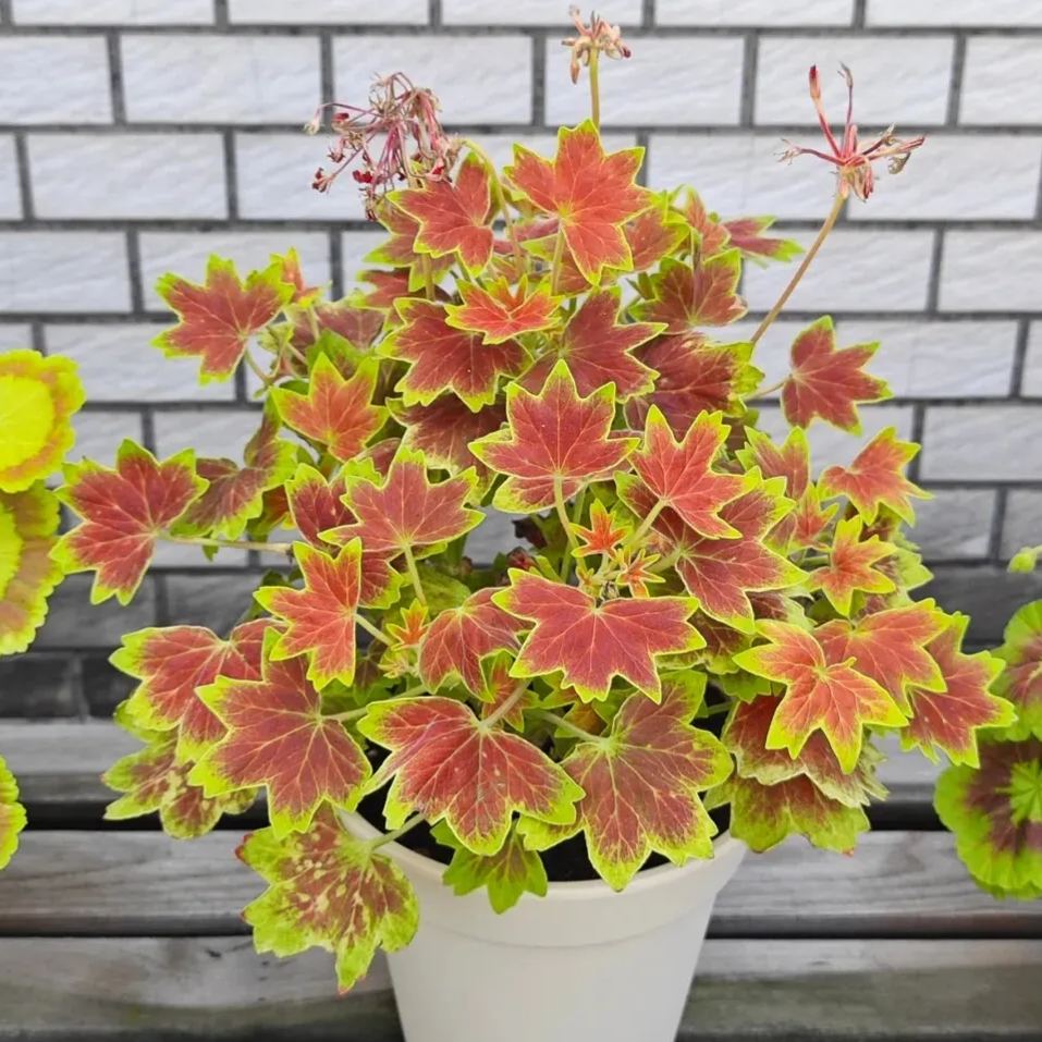 Variegated Geranium Seeds, Colorful Geraniums Seeds