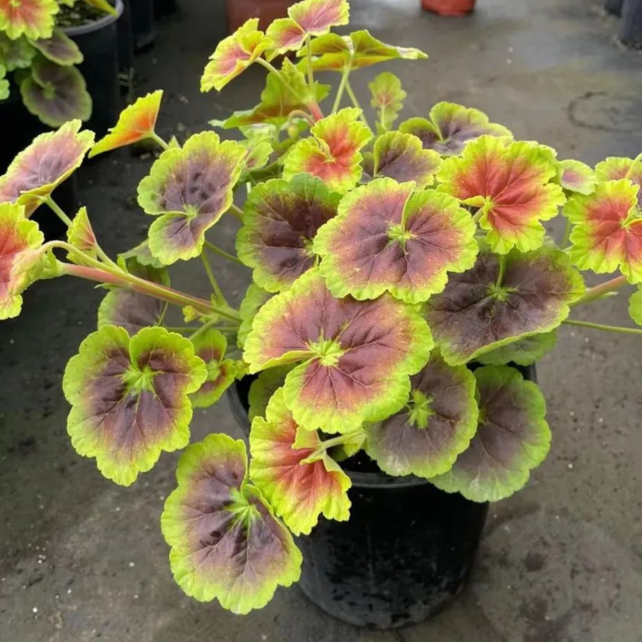 Variegated Geranium Seeds, Colorful Geraniums Seeds