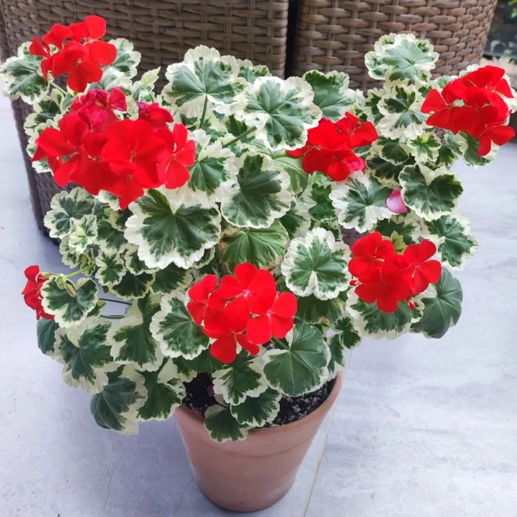 Variegated Geranium Seeds, Colorful Geraniums Seeds