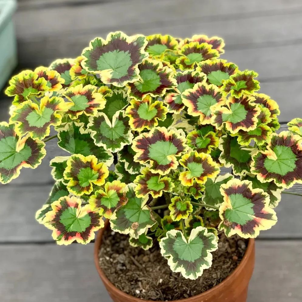 Variegated Geranium Seeds, Colorful Geraniums Seeds