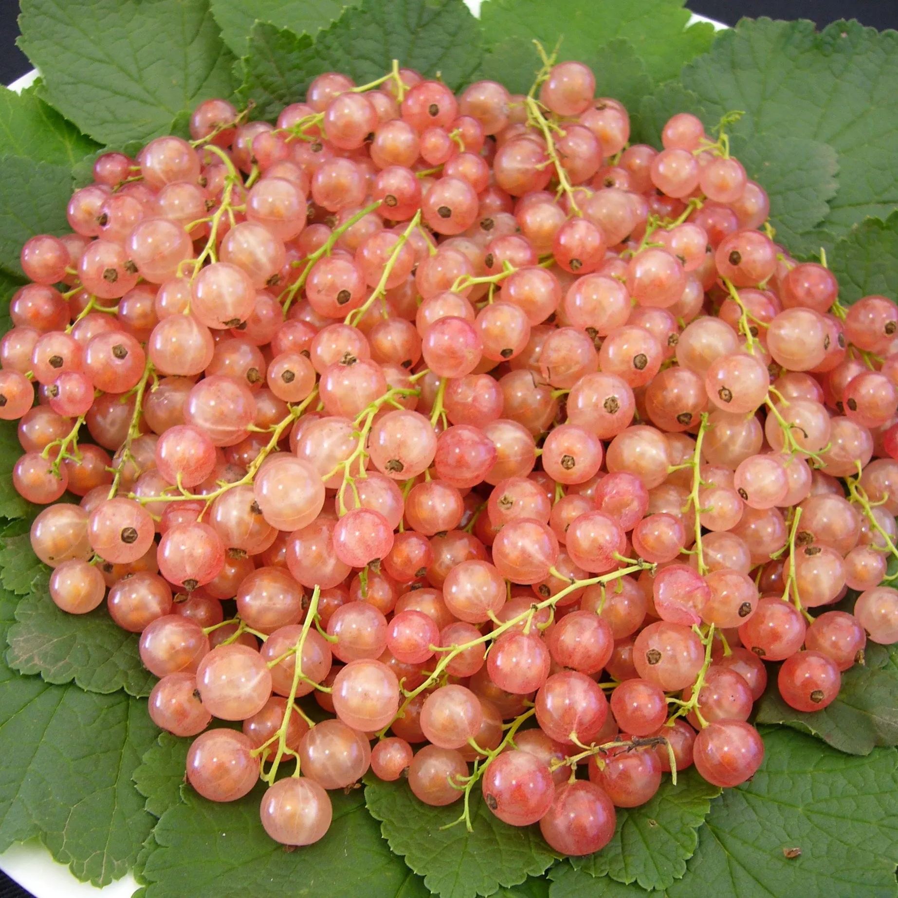 Colorful Gooseberries Seeds