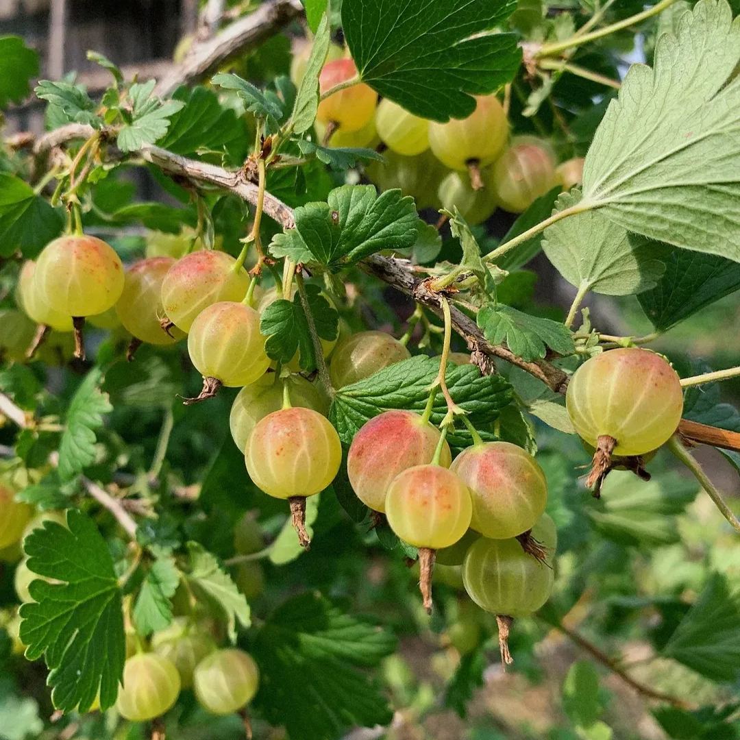 Colorful Gooseberries Seeds