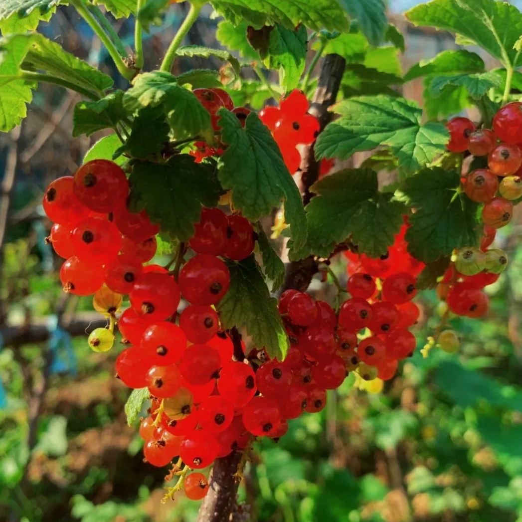 Colorful Gooseberries Seeds
