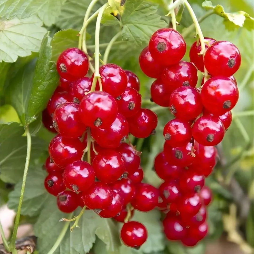 Colorful Gooseberries Seeds