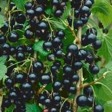 Colorful Gooseberries Seeds