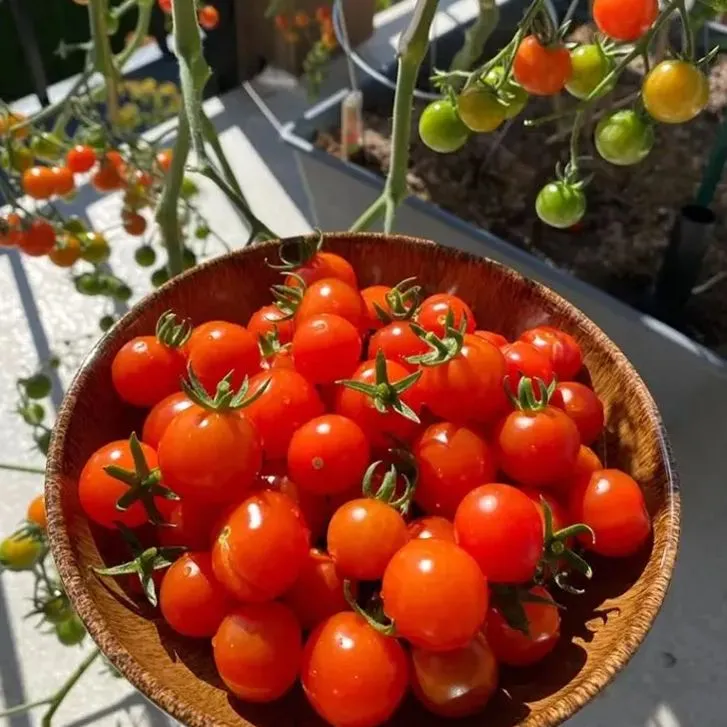 Four Seasons Cherry Tomatoes, Dwarf Tomatoes Seeds