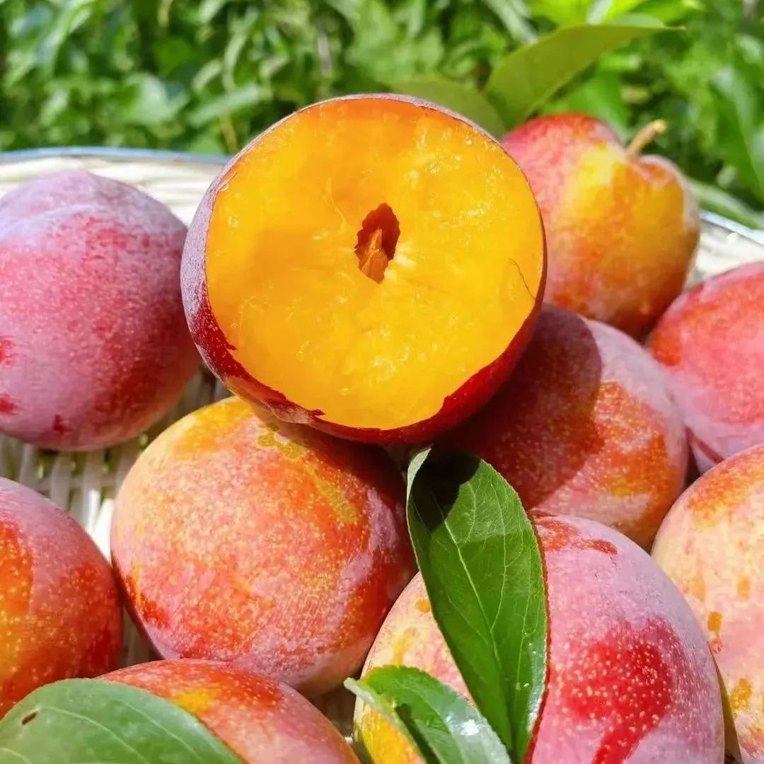 🍑Da Hong Pao Plums Seeds, Big Red Robe Plums Seeds