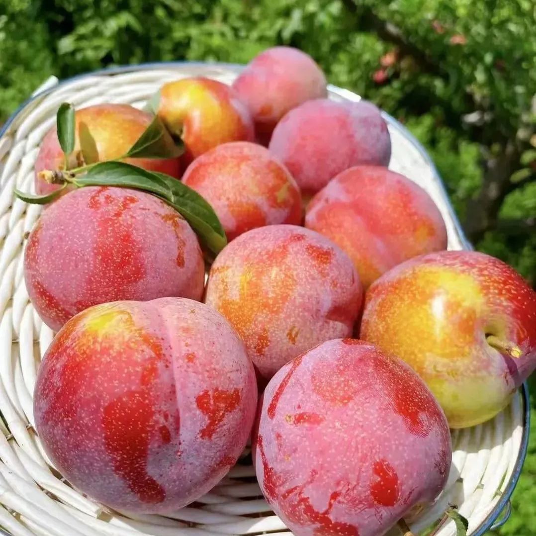 🍑Da Hong Pao Plums Seeds, Big Red Robe Plums Seeds