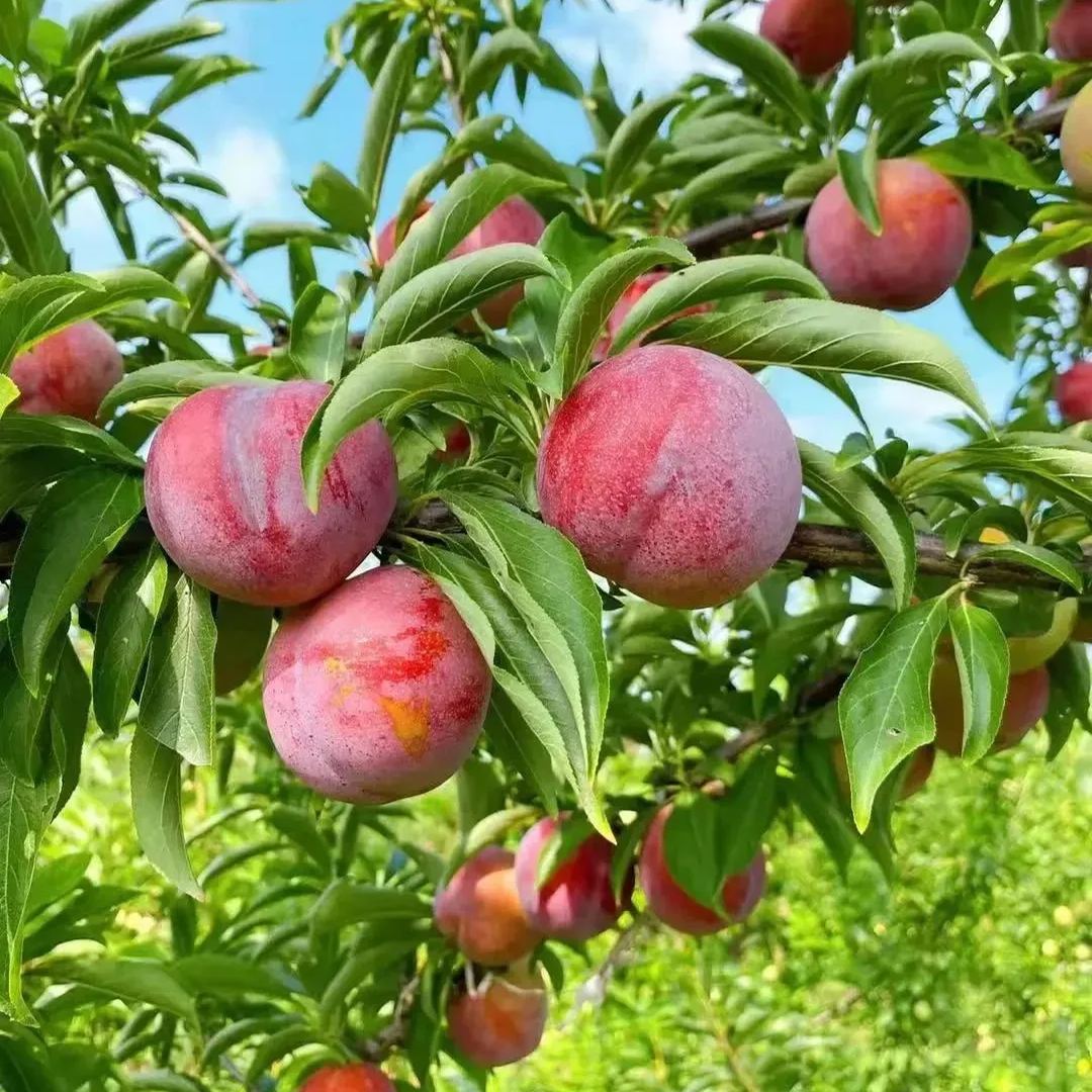 🍑Da Hong Pao Plums Seeds, Big Red Robe Plums Seeds