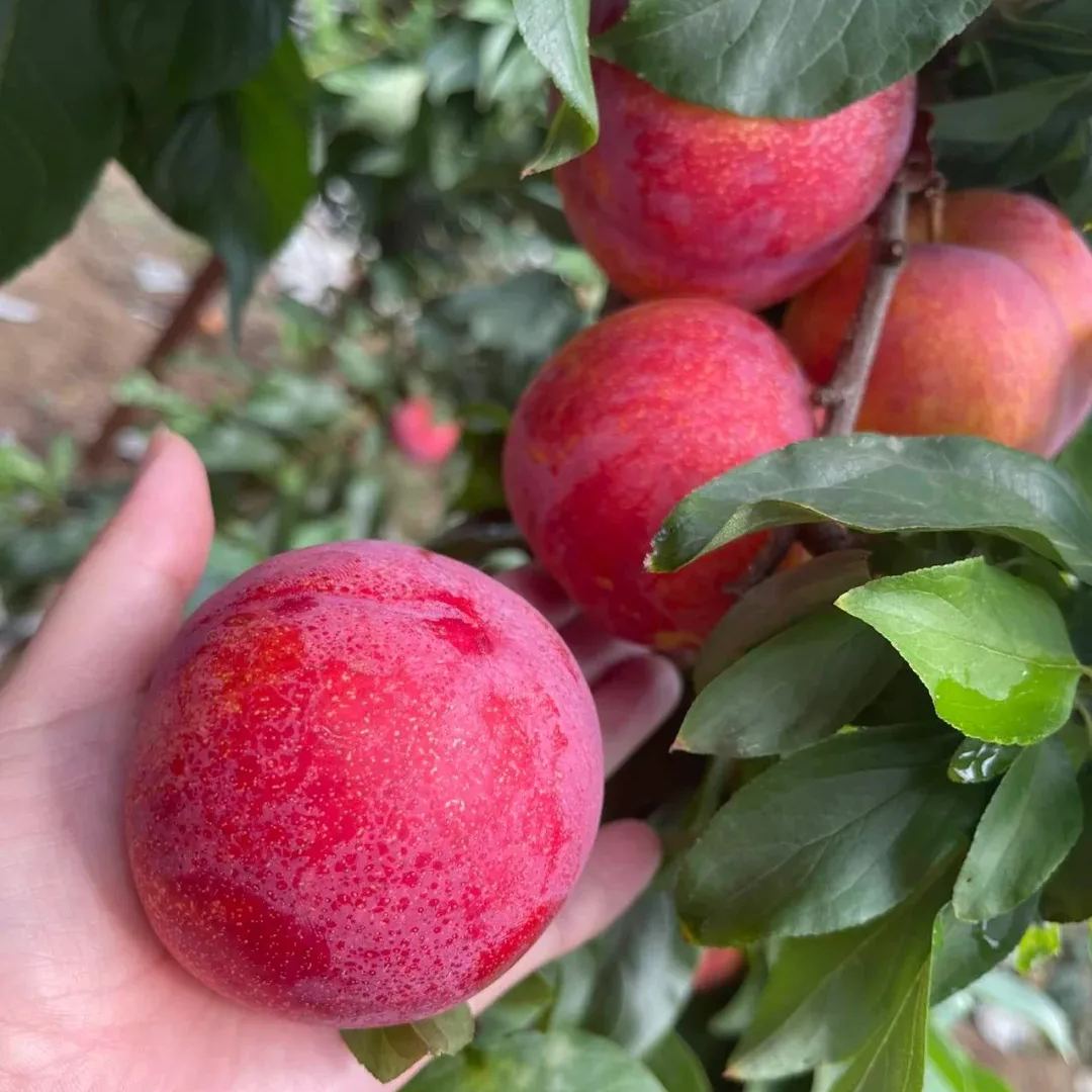 🍑Da Hong Pao Plums Seeds, Big Red Robe Plums Seeds