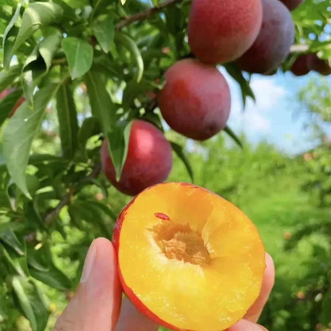 🍑Da Hong Pao Plums Seeds, Big Red Robe Plums Seeds