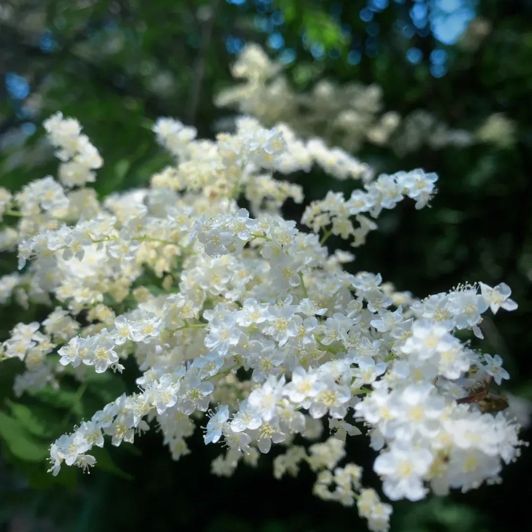 Pearl Plum: A Beacon of Serenity and Good Fortune 🌸