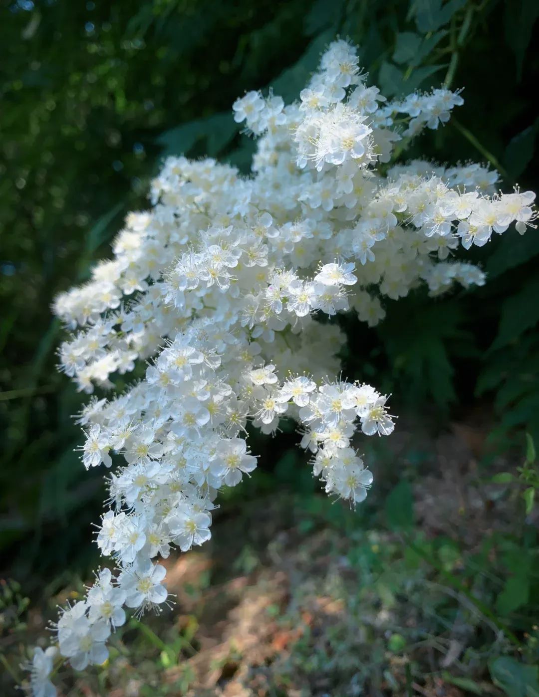 Pearl Plum: A Beacon of Serenity and Good Fortune 🌸