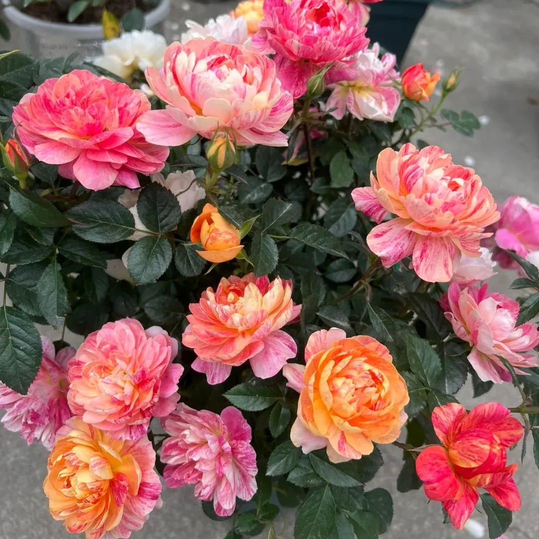 Juice Series Roses Seeds