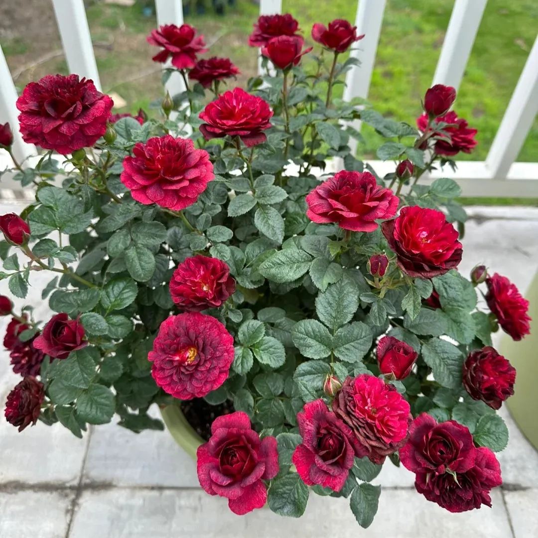 Juice Series Roses Seeds