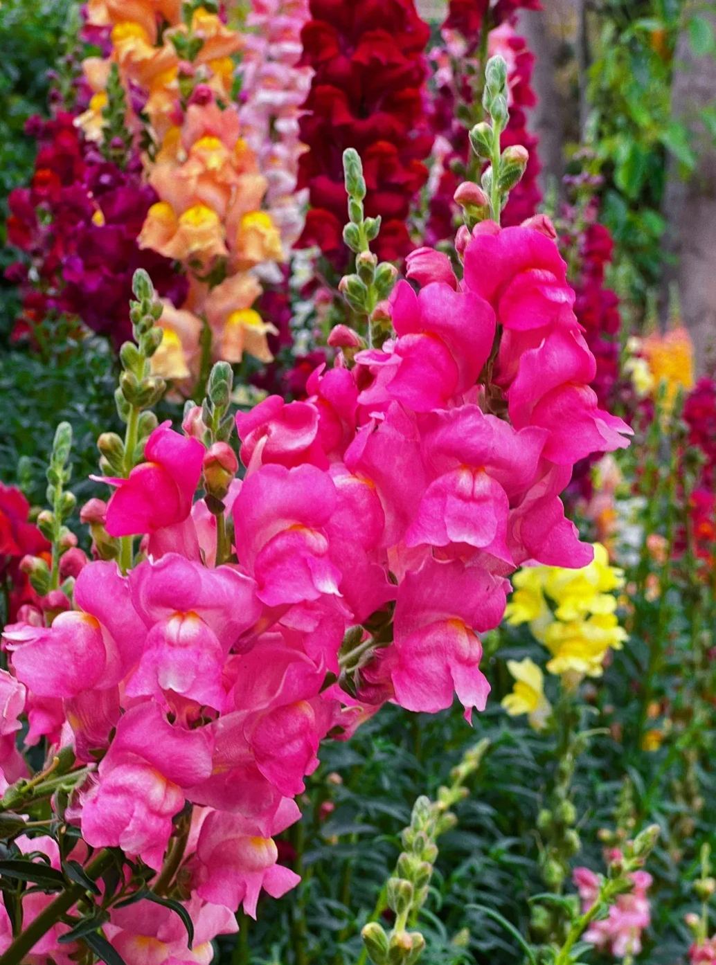Garden Snapdragon Seeds- Mix Colors