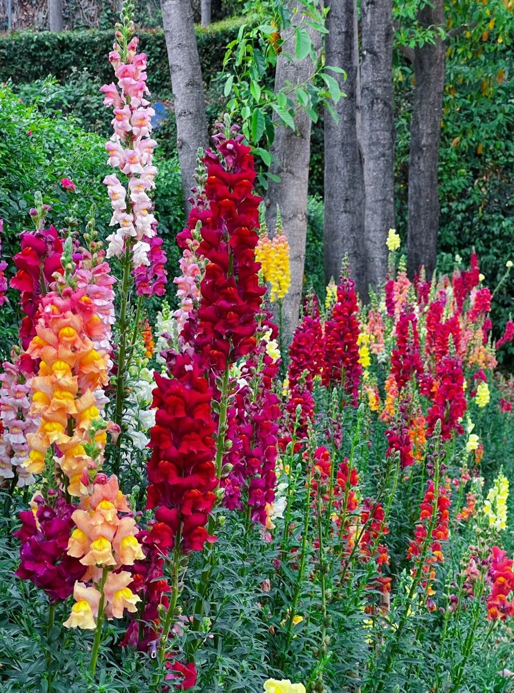 Garden Snapdragon Seeds- Mix Colors