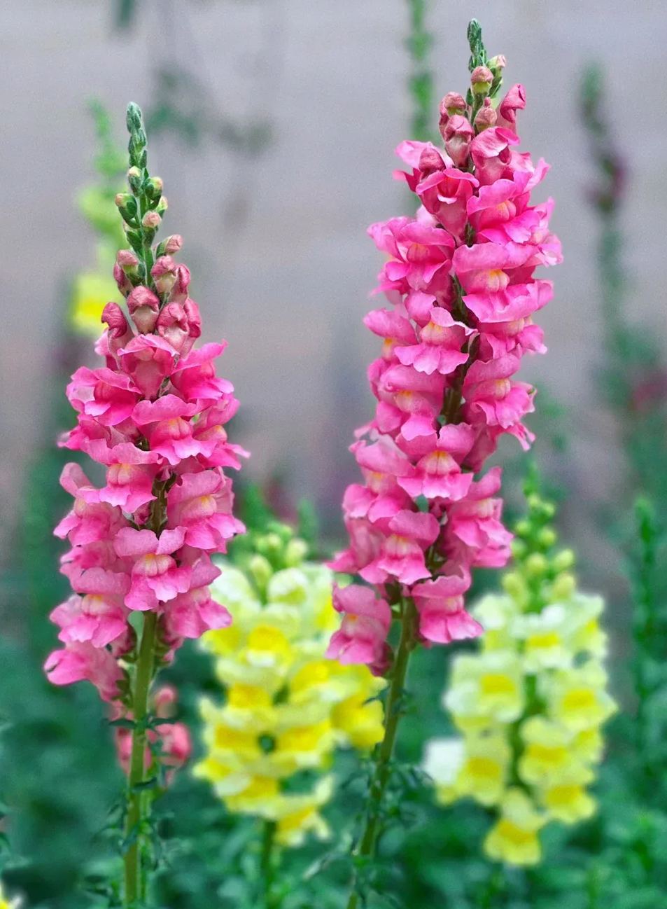 Garden Snapdragon Seeds- Mix Colors