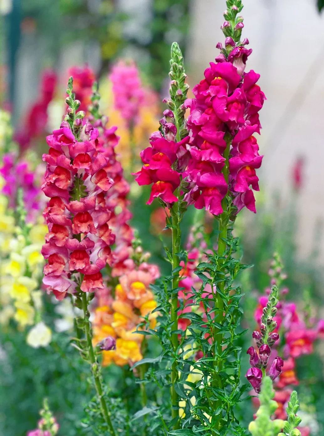 Garden Snapdragon Seeds- Mix Colors