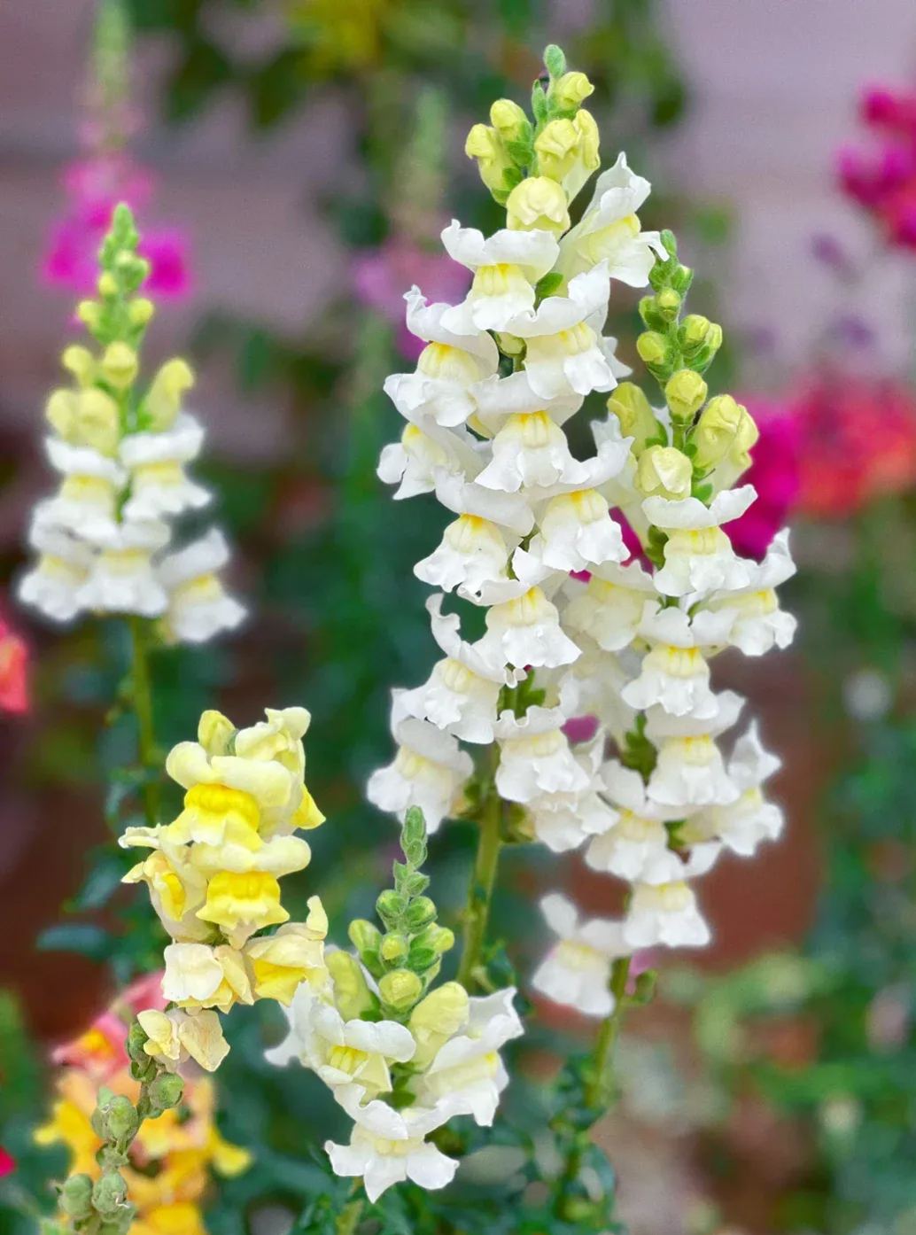 Garden Snapdragon Seeds- Mix Colors