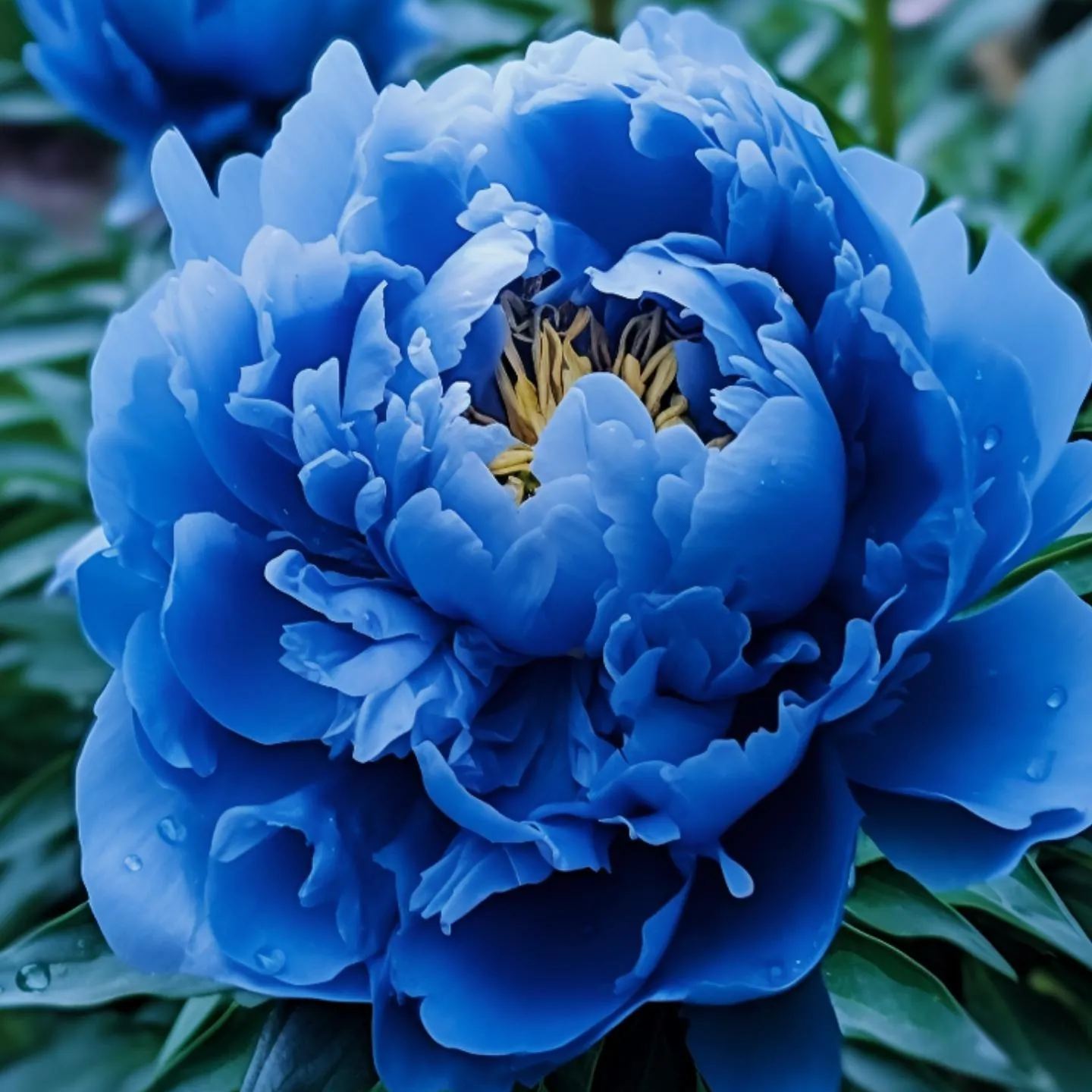 Blue Peony Seeds