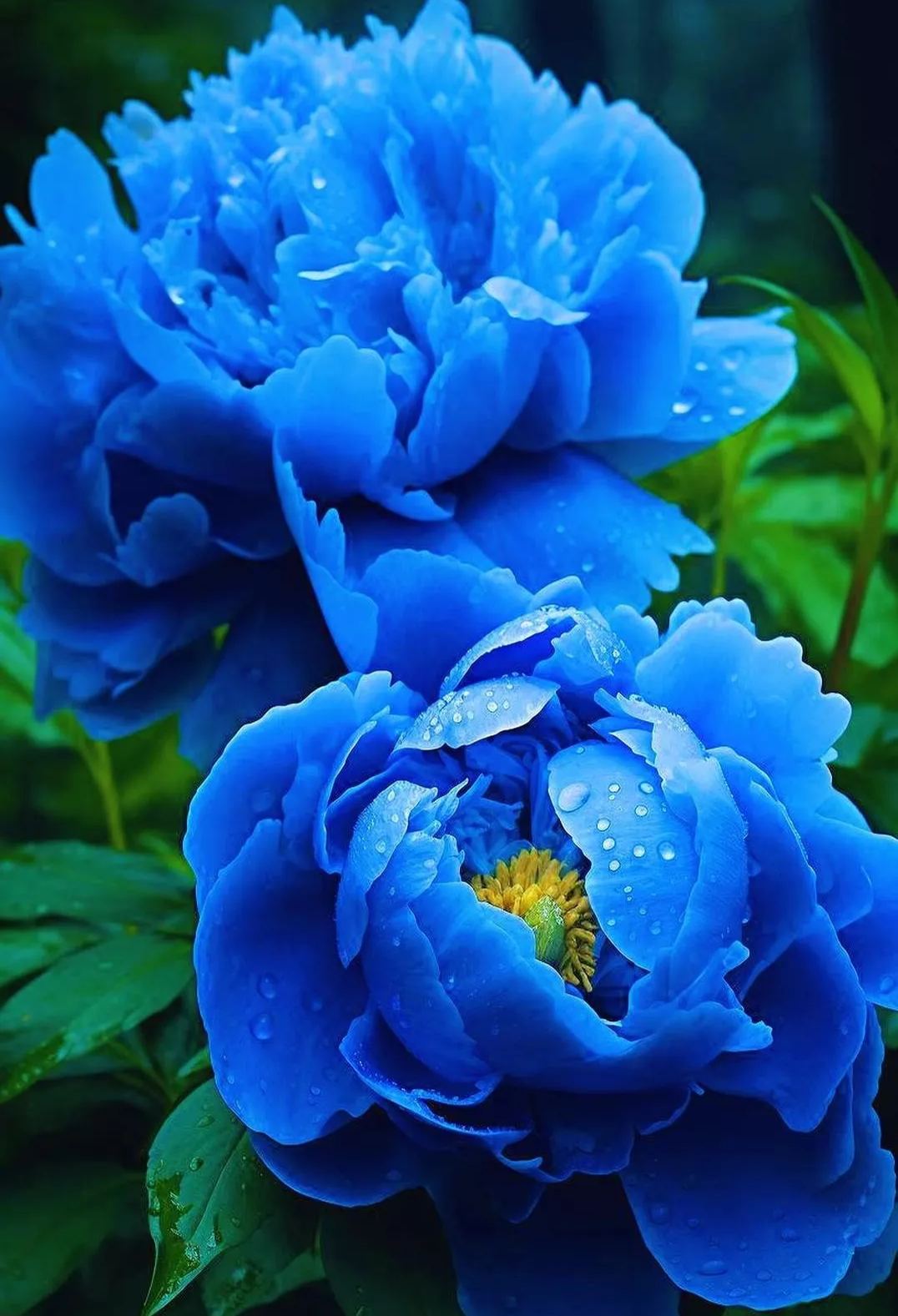 Blue Peony Seeds