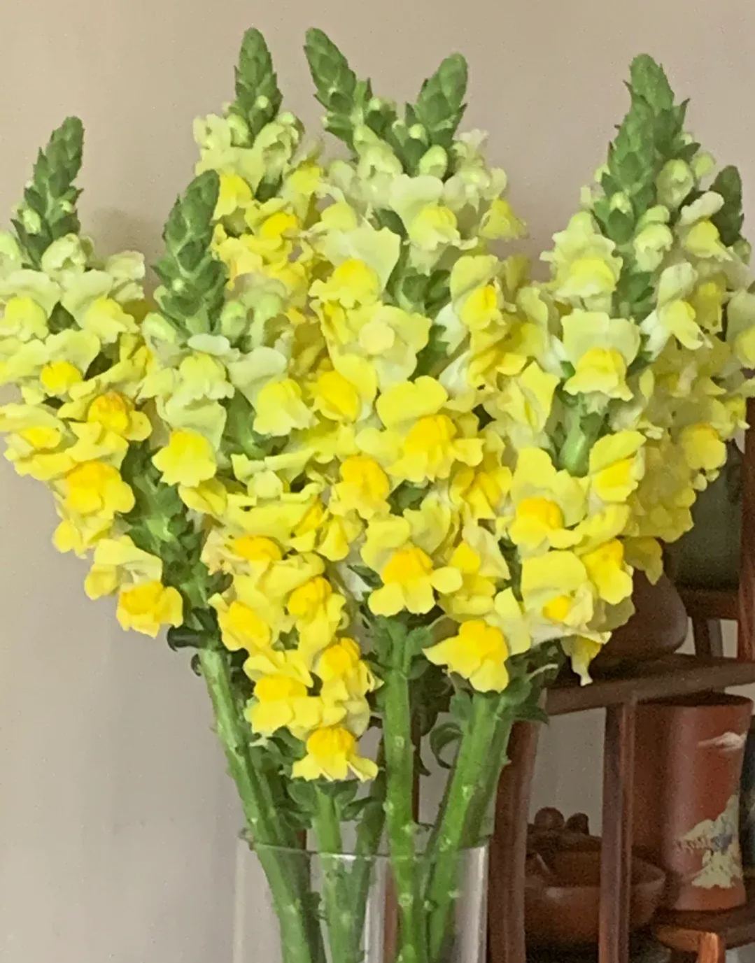 Mixed Color Cut Snapdragon flower Seeds