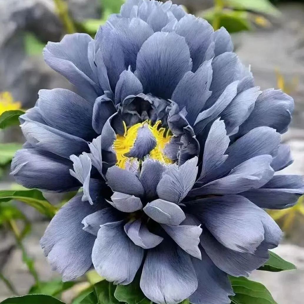 Rare Double Peony Flower Seeds
