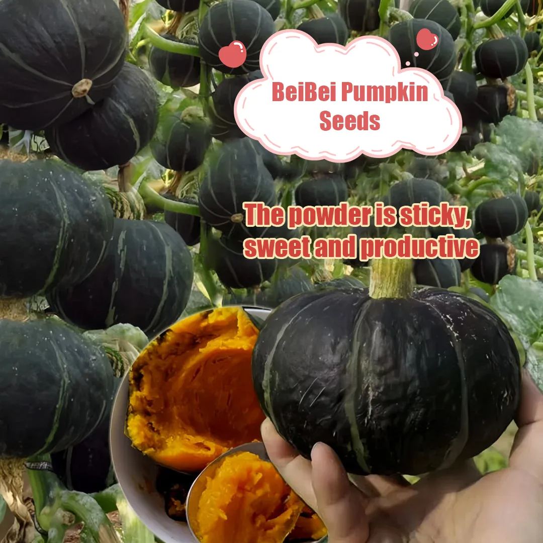 🎃BeiBei Pumpkin Seeds🌱