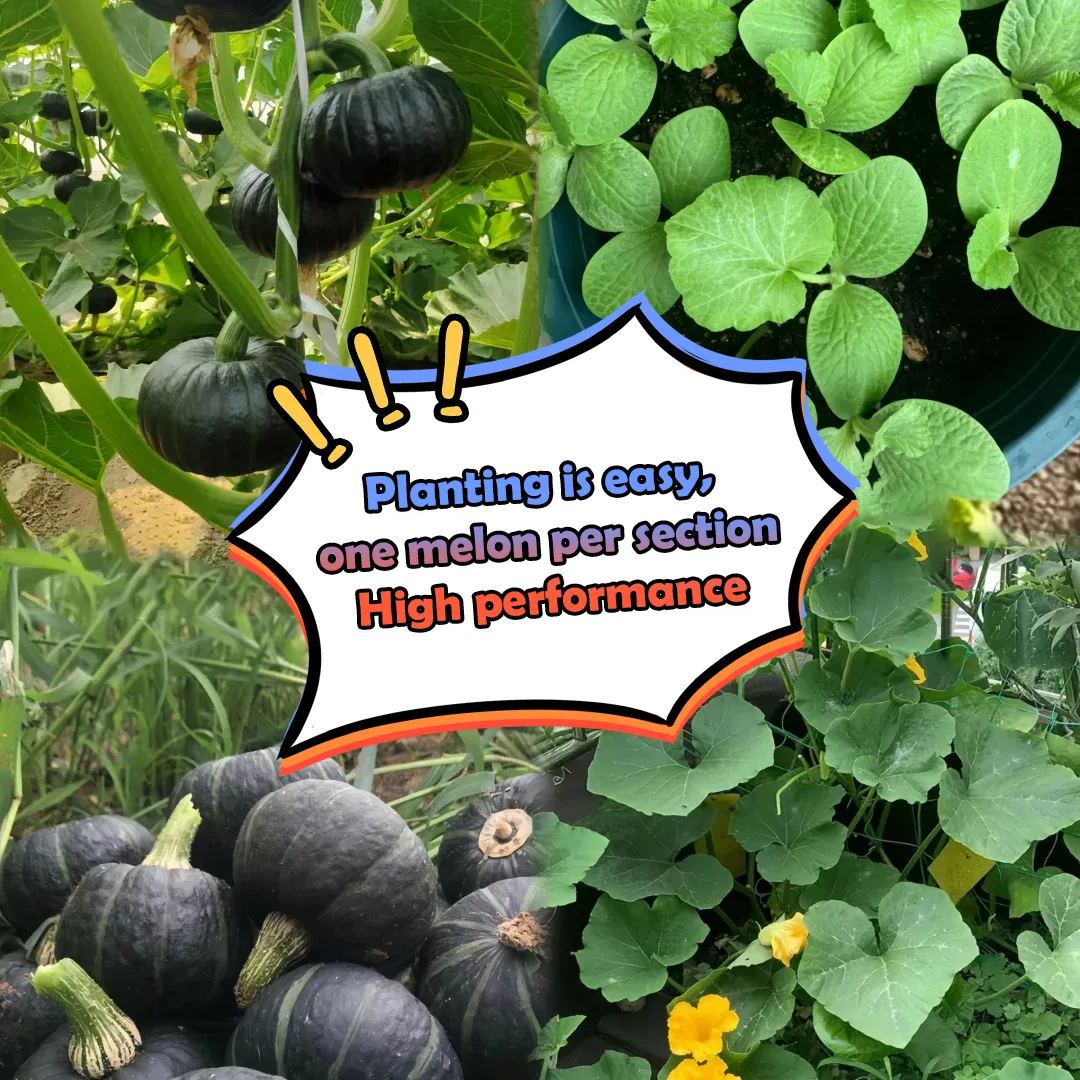 🎃BeiBei Pumpkin Seeds🌱