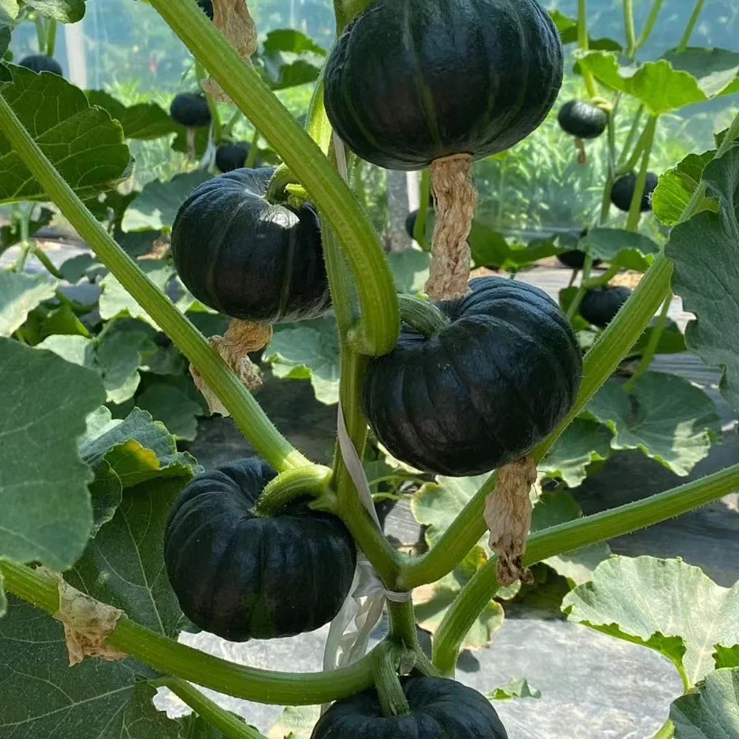 🎃BeiBei Pumpkin Seeds🌱