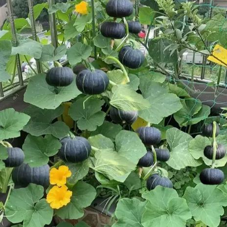 🎃BeiBei Pumpkin Seeds🌱