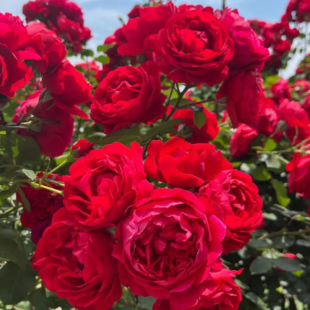 Mixed Beautiful Climbing Rose Seeds