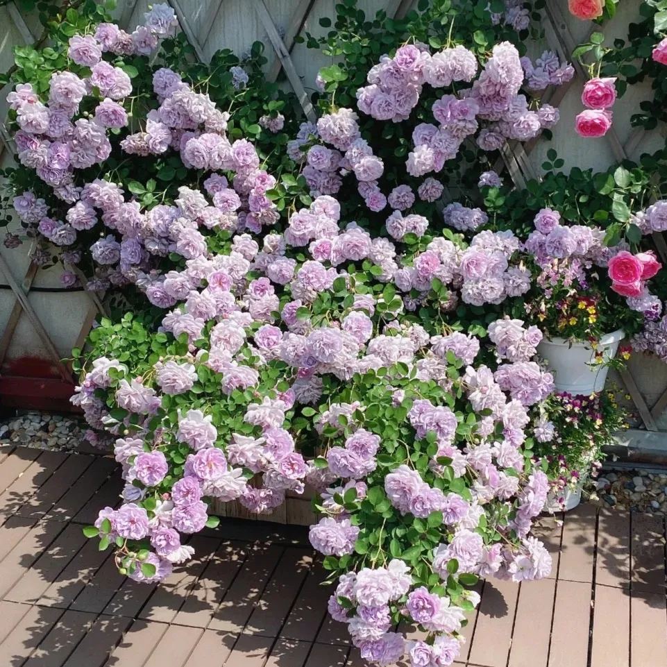 Mixed Beautiful Climbing Rose Seeds